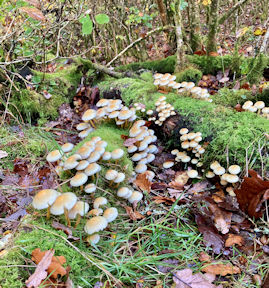 fungi